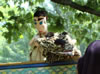 Puppet Shows